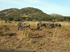 090516_Pilanesberg 254